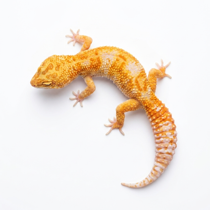 Cheeto - WY Jungle Tremper Het Eclipse - Male