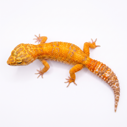 Pet Only - Female