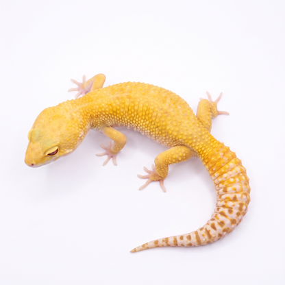 Reon - Radar - Female