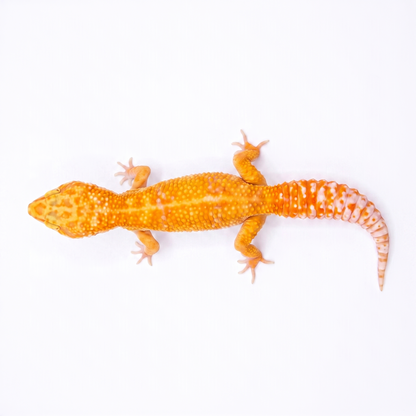 Neo - Tremper - Female