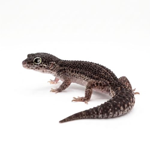 Tanos- Black Night Mack Snow Eclipse - Male