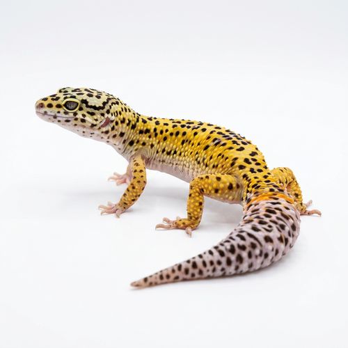 2337 - Tremper Jungle - Female