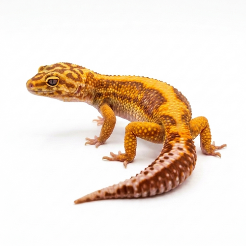 2335 - Black Night Tremper - Female