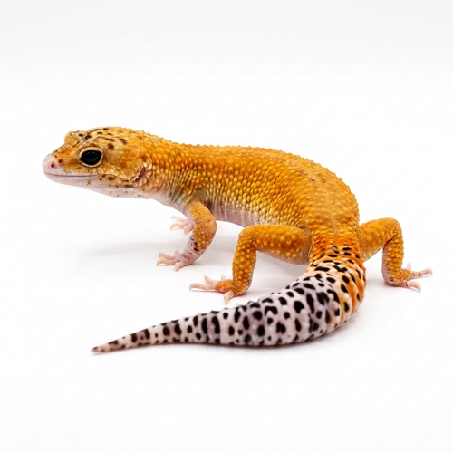 2339 - Eclipse - Male