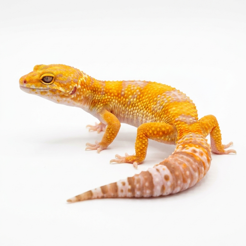 2344 - Tremper - Female