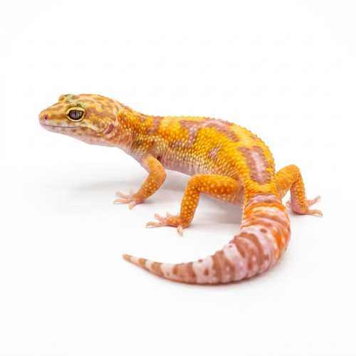 Pet - Female