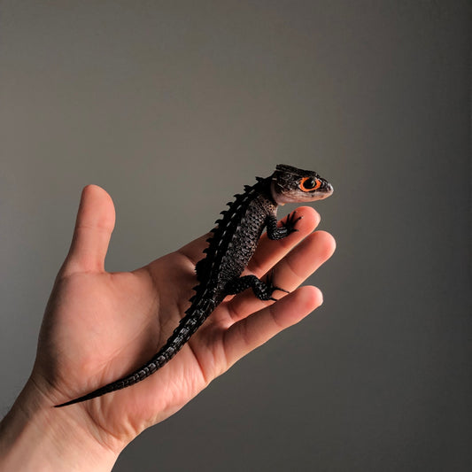 Red Eyed Crocodile Skink