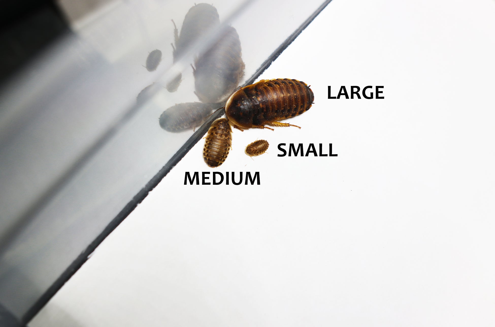 Stunning Dubia Roach Ventilation Systems image