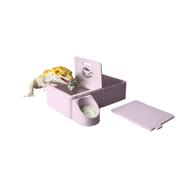 Geckopia Triple Dish