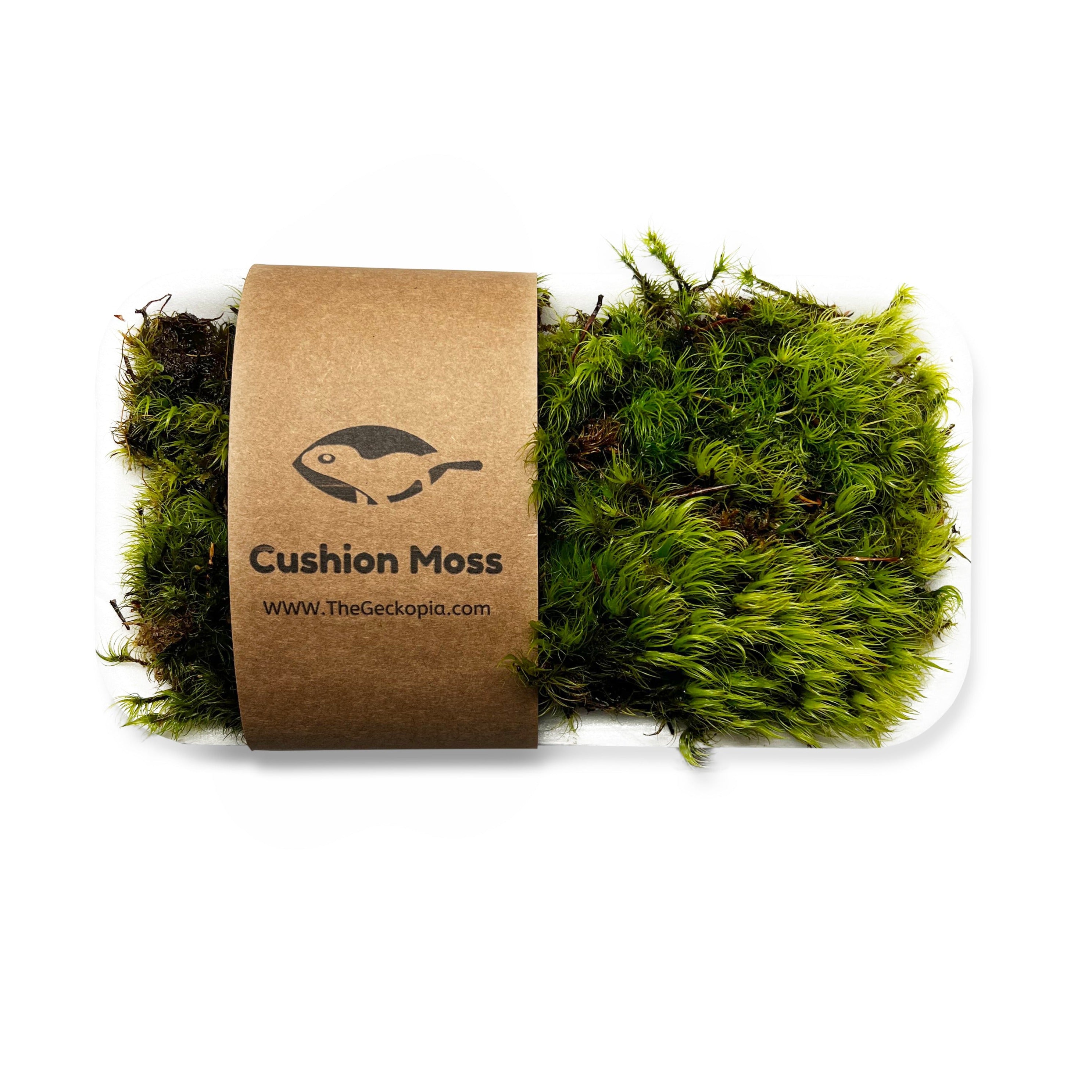 Cushion Moss