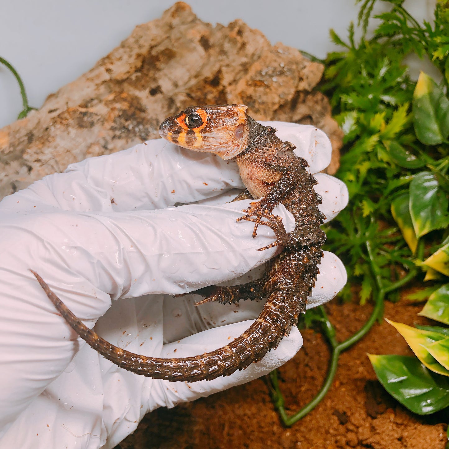 Red-Eyed Crocodile Skink - Geckopia