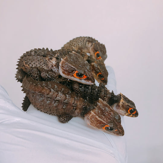 Red-Eyed Crocodile Skink - Geckopia
