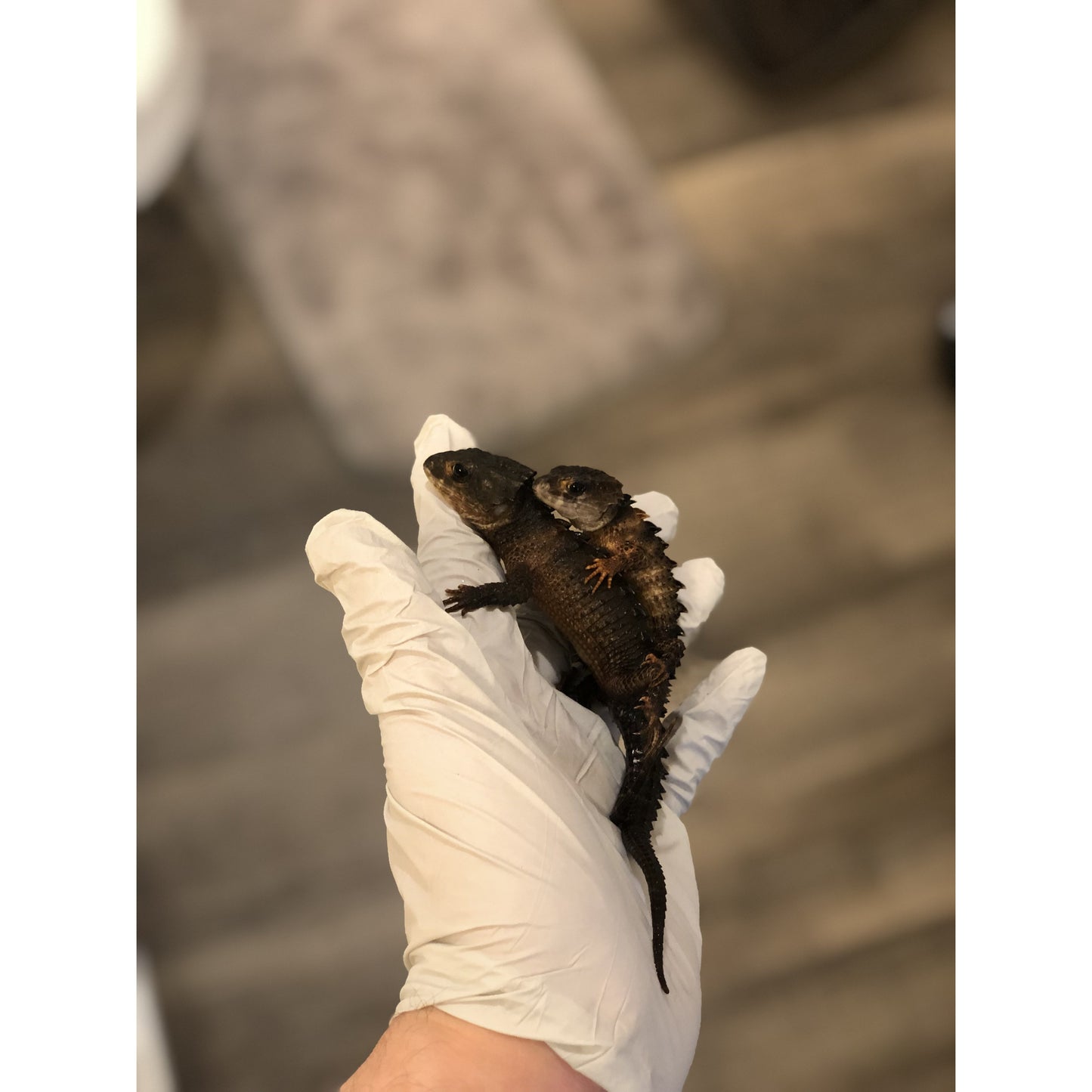White Eyed Crocodile Skink