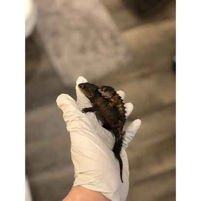 White Eyed Crocodile Skink